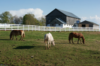 Horses in Front Paddack
