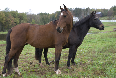 Horse Sales