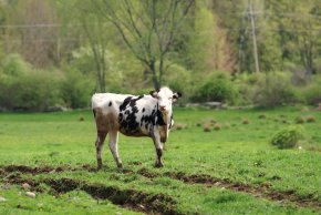 cow