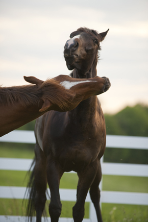 Horse play