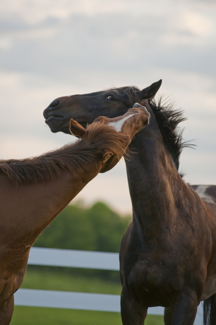 the real horsewhisper