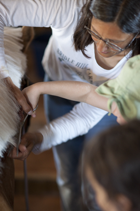 Clipping Teddy