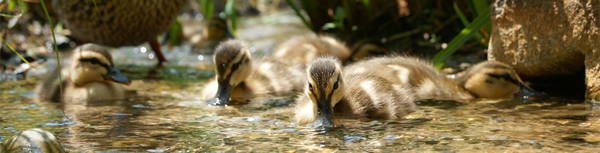 babie ducks