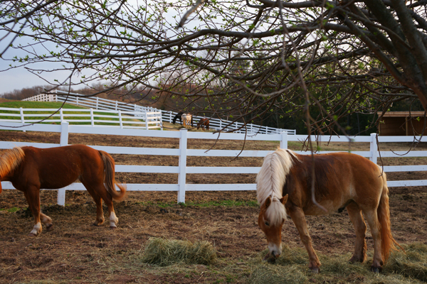 horses