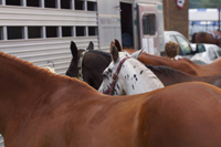 Horse show